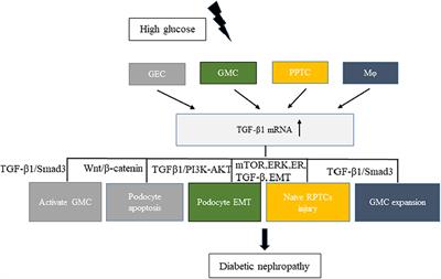 Diabetic Nephropathy: Perspective on Extracellular Vesicles